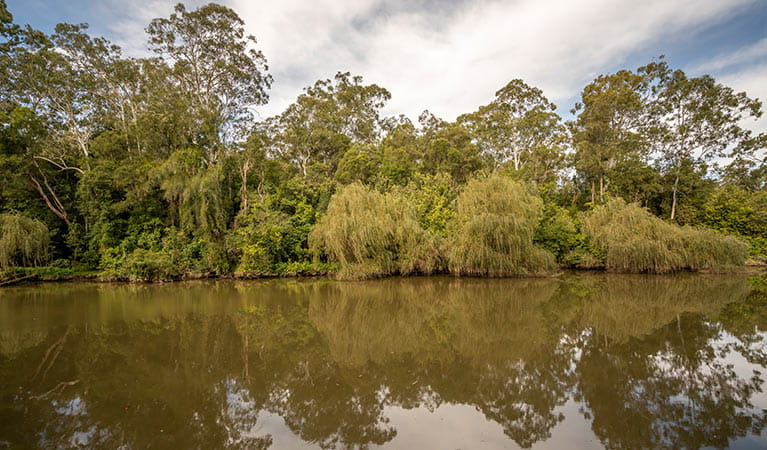 View of Cattai Creek surrounded by bushland, Cattai National Park.  Photo: John Spencer &copy; OEH