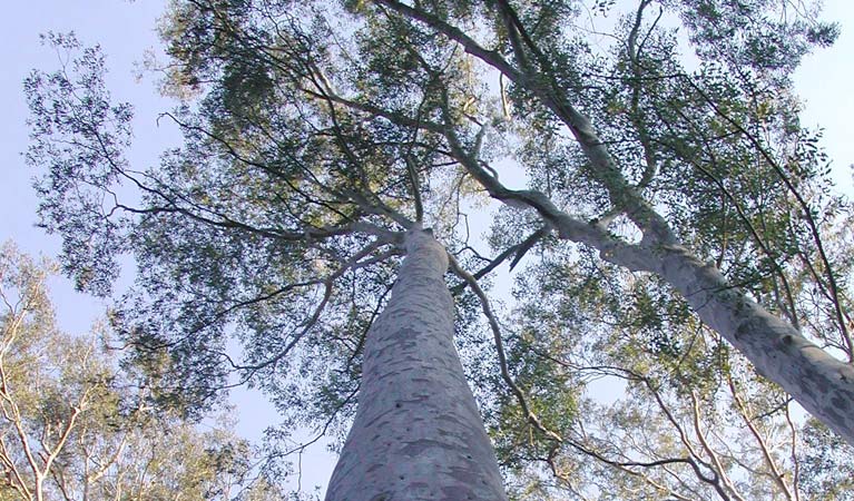 Spotted gum, Chaelundi National Park. Photo: A Harber/NSW Government