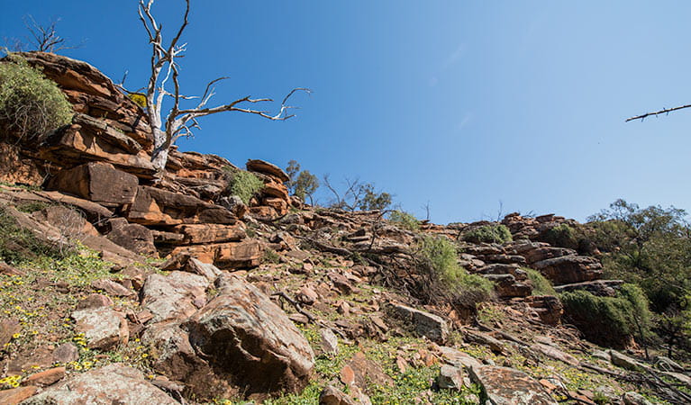 The rugged cliffs of the Cocoparra Range in Cocoparra National Park. Photo: John Spencer/DPIE