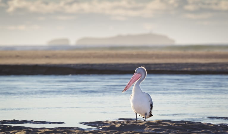 Pelican perched on rocks at Moonee Creek. Photo: Rob Cleary &copy; OEH