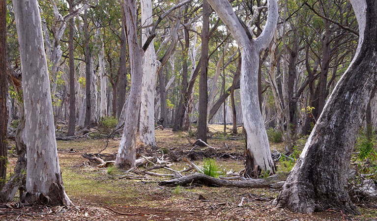 Forest path through pine and eucalpytus gum tree forest. Photo: Barry Collier &copy; Barry Collier