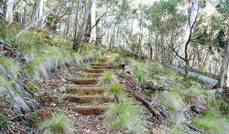 Grassy track with steps leading through an open forest of tall trees. Photo: Leah Pippos &copy; DPIE