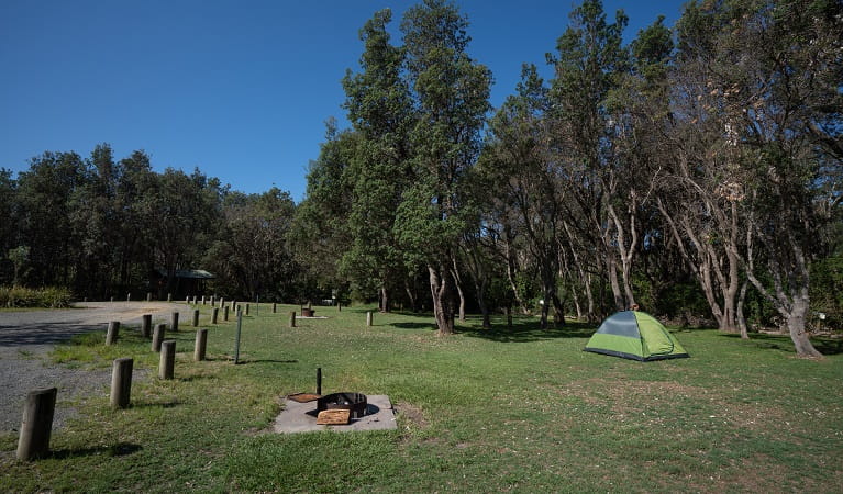 A pitched tent and fire ring on a campsite at Crowdy Gap campground, Crowdy Bay National Park. Photo: Rob Mulally/DPIE