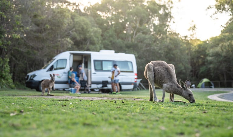 Kangaroos near a campervan in Diamond Head campground, Crowdy Bay National Park. Photo: &copy; Rob Mulally