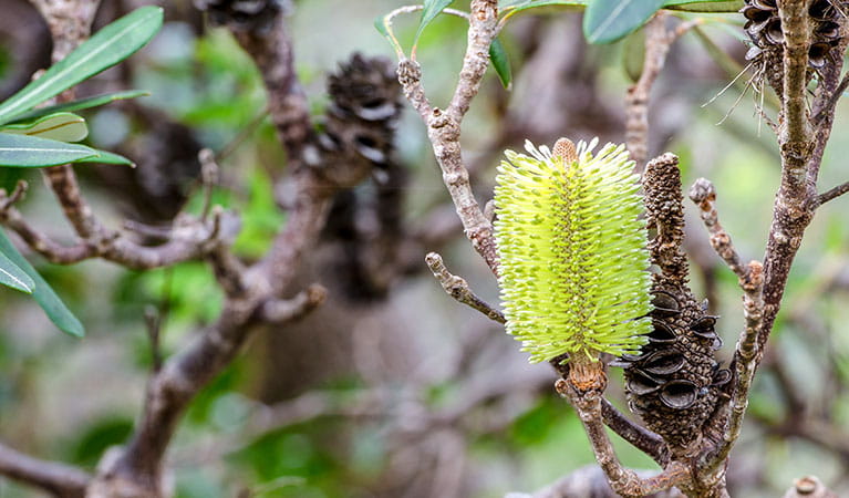Banksia and spent seed heads in Crowdy Bay National Park. Photo: John Spencer &copy; DPIE