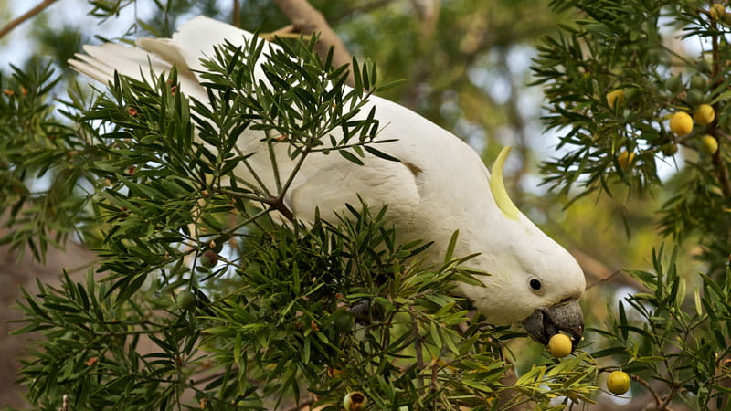 Sulfur crested cockatoo. Photo: Stuart Cohen &copy; DPIE