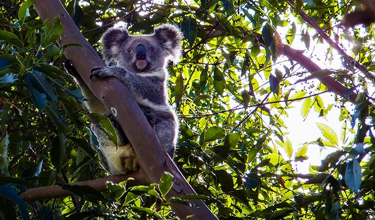Cudgen Nature Reserve, koala. Photo: Alan Goodwin/NSW Government