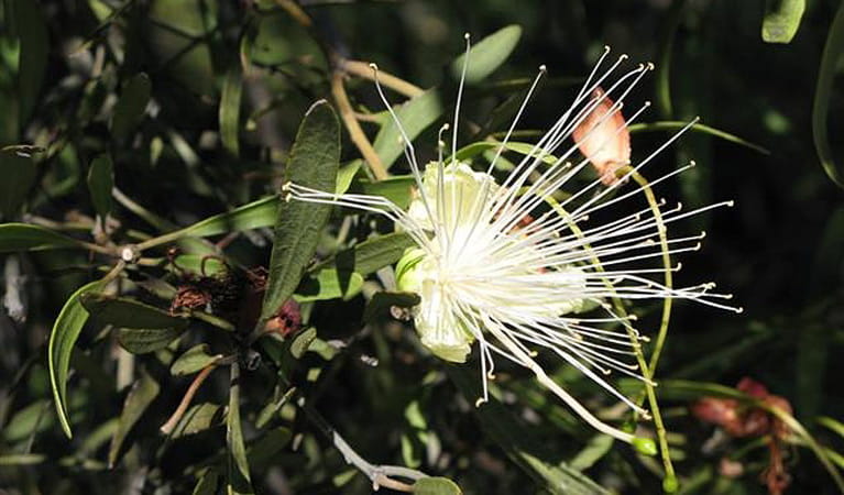 Culgoa National Park, cap loranthifolia flower. Photo: NSW Government