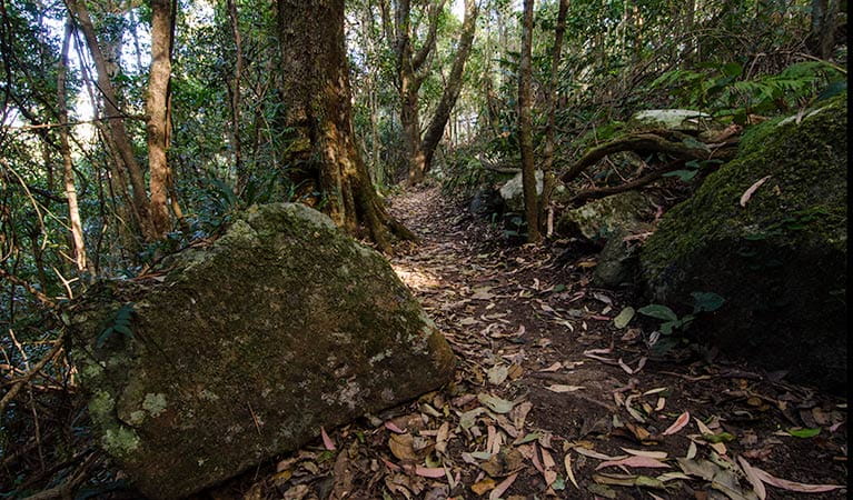 Rainforest loop, Dooragan National Park. Photo: John Spencer &copy; OEH