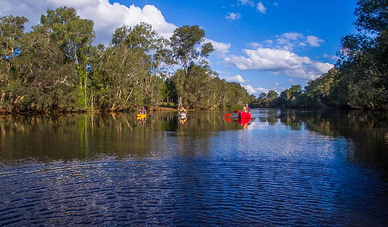 Kayaking down the tree-lined Sportsmans Creek in Everlasting Swamp National Park. Photo: Jessica Robertson/OEH
