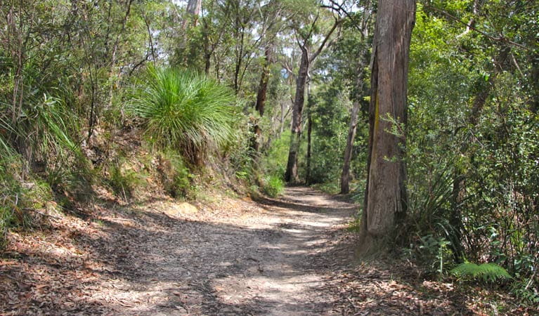 Heath and Bare Creek trails, Garigal National Park. Photo: Kim McClymont/NSW Government