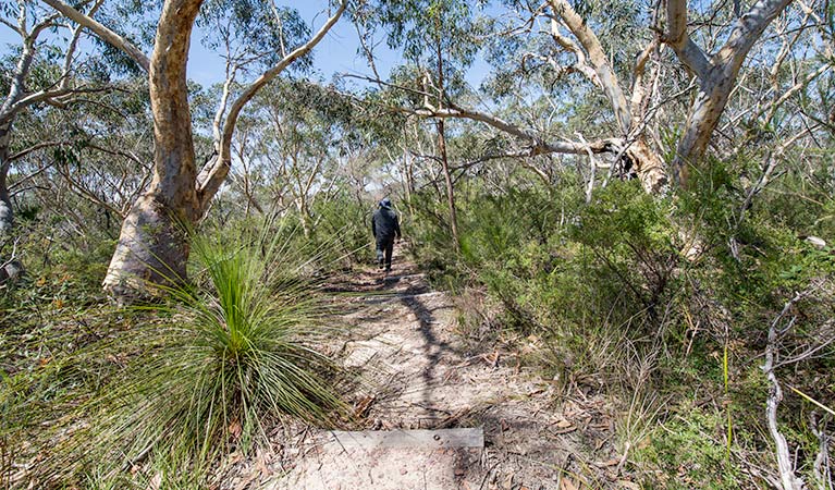 Pipeline and Bungaroo tracks to Stepping Stones Crossing, Garigal National Park. Photo: John Spencer &copy; OEH