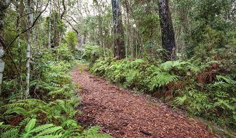 Forest walking track, Gibraltar Range National Park. Photo: Rob Cleary &copy; OEH