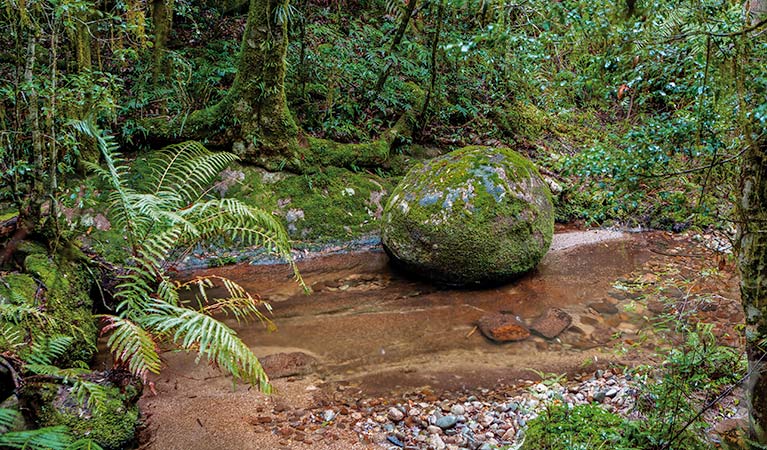 Murrumbooee Cascades walking track, Gibraltar Range National Park. Photo: Rob Cleary &copy; OEH