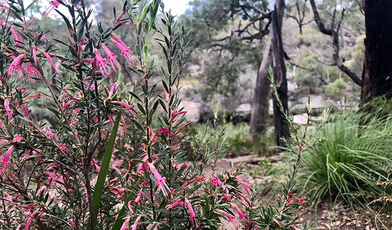 Pink flowering native shrubs growing at The Drip. Photo: Natasha Webb
