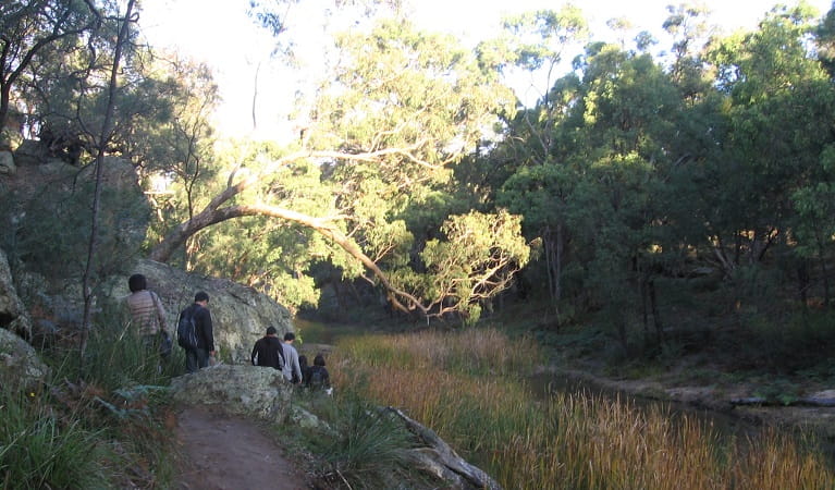 Walkers in single file head down to the creek on The Drip walking track. Photo: Greg Lowe