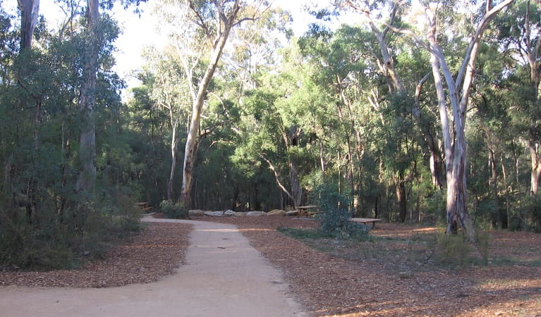Path leading from the carpark at the start of The Drip walking track. Photo: Greg Lowe