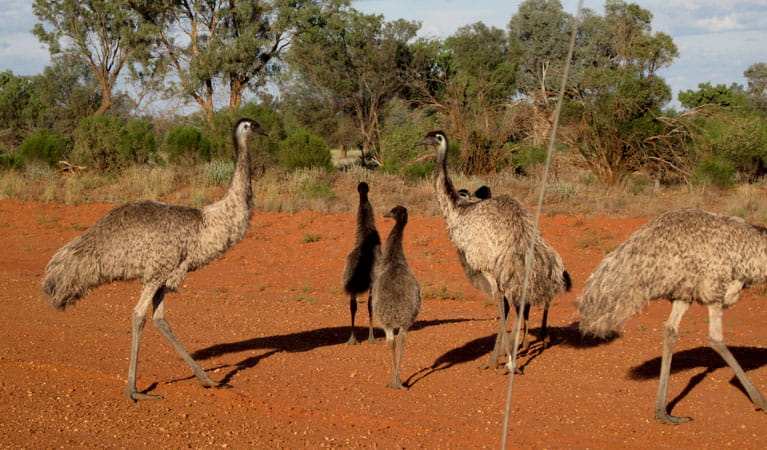 Emus. Photo: Dina Bullivant