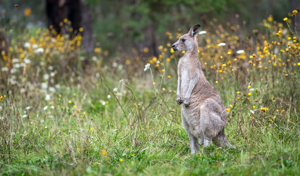 Grey kangaroo at near Ebor Falls, Guy Fawkes River National Park. Photo: David Waugh, &copy; DCCEEW