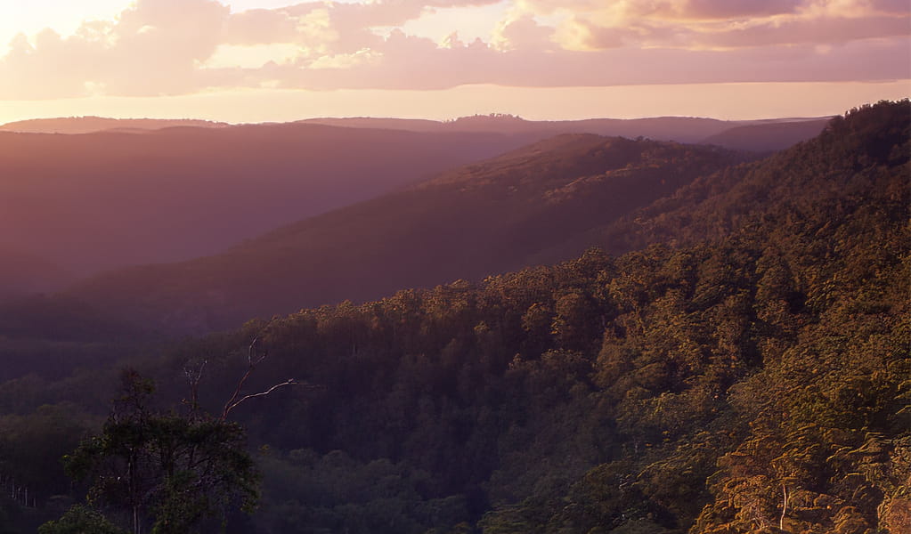 Sunrise over Guy Fawkes River National Park between Grafton and Armidale. Photo: Shane Ruming/DCCEEW &copy; Shane Ruming