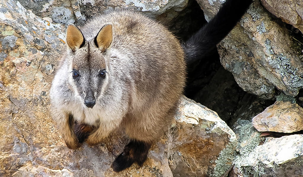 Brush-tailed rock wallaby, Guy Fawkes River National Park. Photo: Sean Leathers/DCCEEW, &copy; Sean Leathers