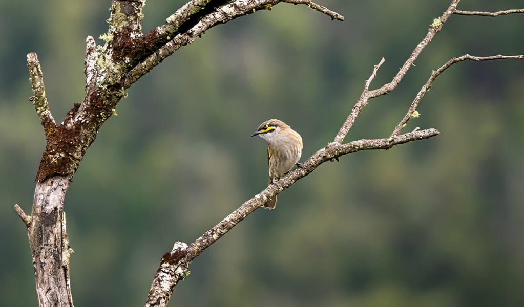 Yellow-faced honeyeater on tree branch by Ebor Falls, Guy Fawkes River National Park. Photo: David Waugh, &copy; DCCEEW