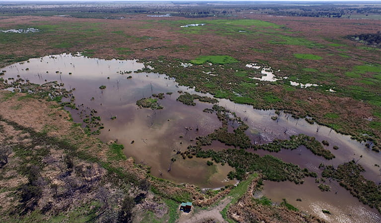 Aerial view of Waterbird Lagoon next to flooded water holes alongside with green and brown vegetation. Photo: James Faris/OEH.