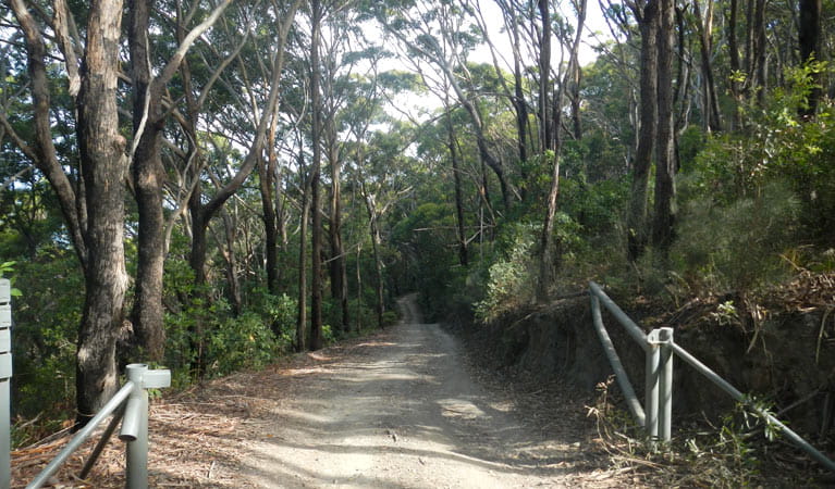 Little Bay to Gap Beach walking track, Hat Head National Park. Photo: Debby McGerty &copy; OEH