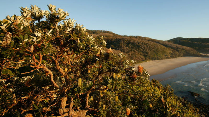 Coastal Banksia in Hat Head National Park. Photo: Stuart Poignard