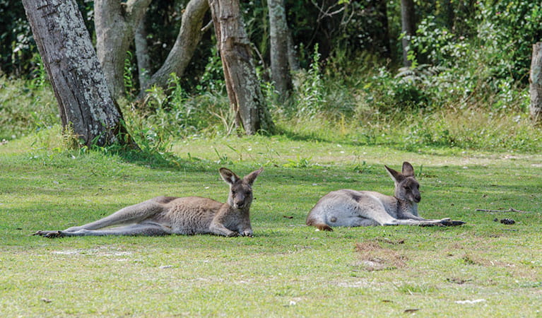 Eastern grey kangaroos near Smoky Cape campground in Hat Head National Park. Photo: John Spencer/DPIE