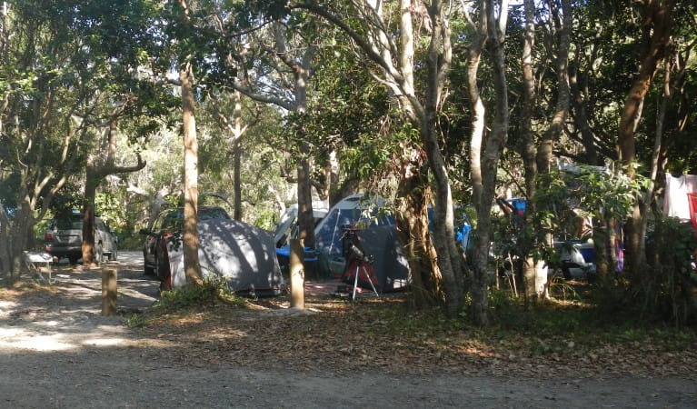 Vehicles and tents surrounded by trees at Smoky Cape campground in Hat Head National Park. Photo &copy; Debby McGerty