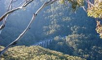 Rainforest and bridge, Illawarra Escarpment State Conservation Area. Photo &copy; Jamie Erskine
