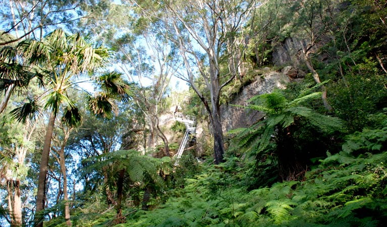 Fern path, Illawarra Escarpment State Conservation Area. Photo &copy; Jamie Erskine