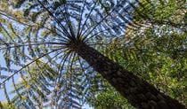 Shelter tree, Illawarra Escarpment State Conservation Area. Photo: John Spencer &copy; OEH