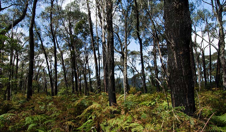 Forest, Illawarra Escarpment State Conservation Area. Photo: John Spencer &copy; OEH
