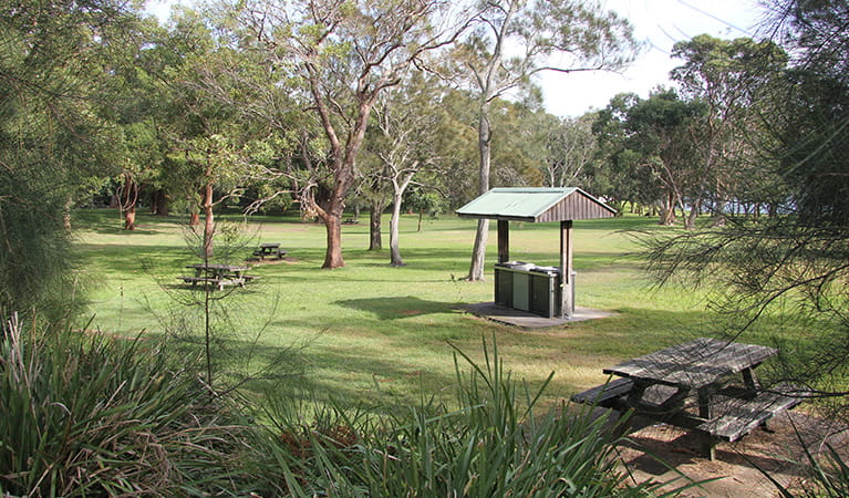 View over tall grasses to parkland dotted by trees, picnic tables and a covered barbecue. Photo: Natasha Webb/DPIE