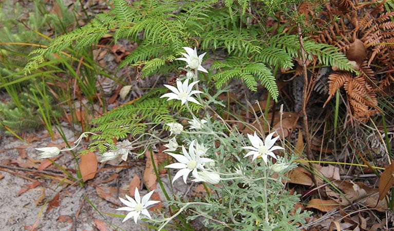 Close up view of white flowers and ferns against sandy soil. Photo: Natasha Webb