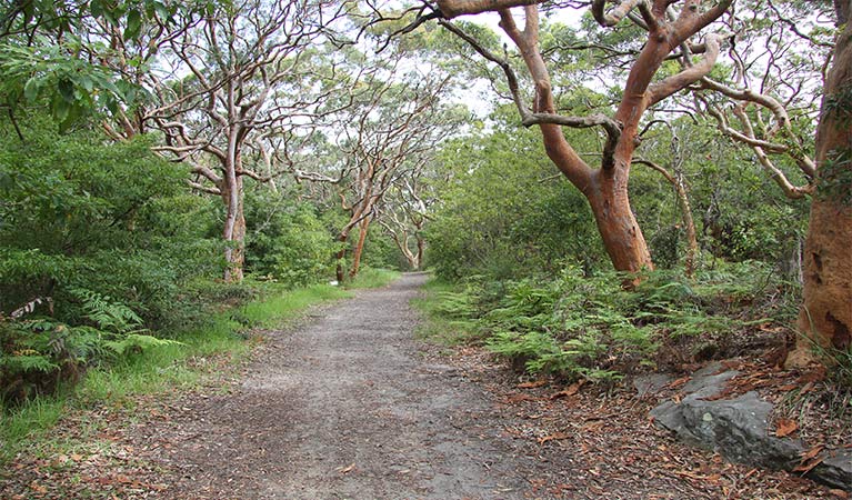 Wide path surrounded by mature, gnarled trees and green bush.  Photo: Natasha Webb