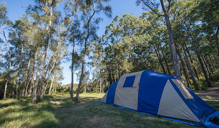 Tattersalls campground, Karuah National Park. Photo: John Spencer/NSW Government