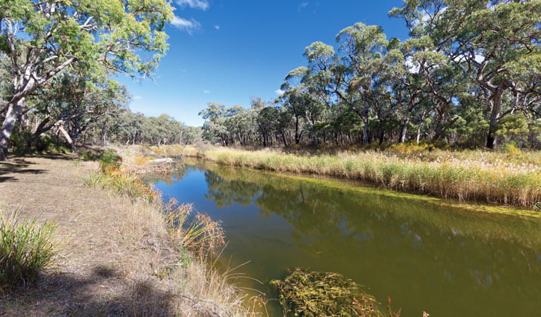 Kings Plain Creek campground, Kings Plains National Park. Photo: Rob Cleary/NSW Government
