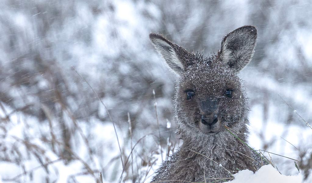 A close up of an Eastern Grey Kangaroo in the snow at Kosciuszko National Park. Credit: Paul Kernick &copy; DCCEEW
