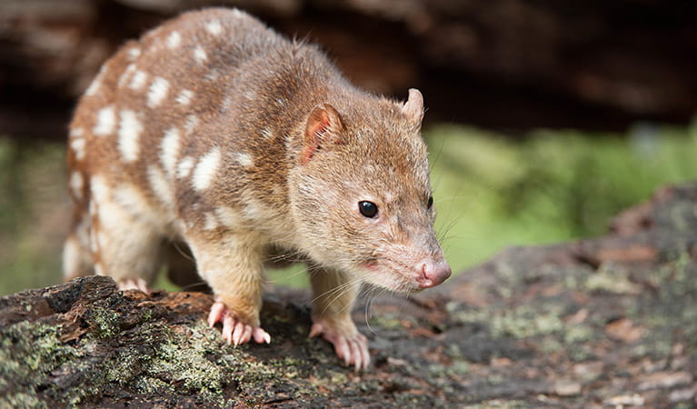 A spotted-tailed quoll, also known as a tiger quoll, stands on a fallen tree branch. Photo: James Evans/DPIE