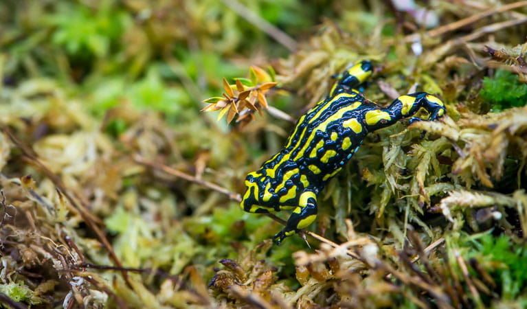 Corroboree frog (Pseudophryne corroboree), Kosciuszko National Park. Photo: John Spencer