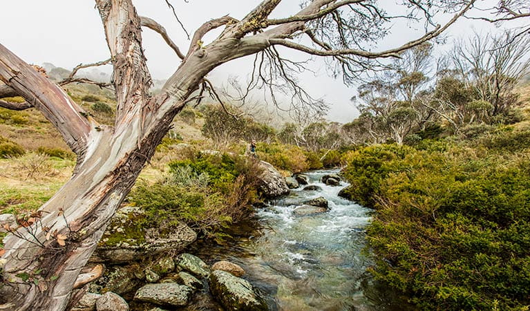 A snow gum leans over the Thredbo River at the end of Dead Horse Gap walking track, Kosciuszko National Park. Photo: Murray Vanderveer &copy; OEH