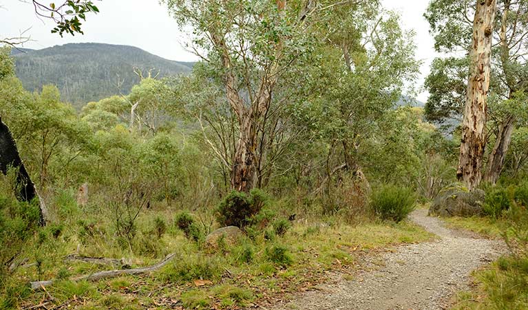 Unsealed section of Muzzlewood cycle and walking track, Kosciuszko National Park. Photo: E Sheargold/OEH