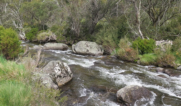 Alongside the flowing river on Thredbo River track. Photo: E Sheargold &copy; OEH