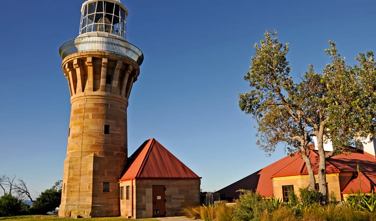 Barrenjoey Lighthouse and nearby tree. Photo: Kevin McGrath