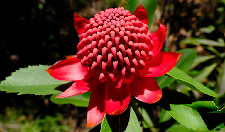 The iconic red flower of the waratah on Fairfax Heritage walking track at Blackheath in Blue Mountains National Park. Photo credit: Elinor Sheargold &copy; DPIE