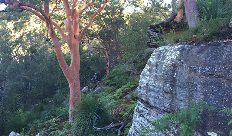 Picturesque forest on the Sphinx Memorial to Bobbin Head loop track, Ku-ring-gai Chase National Park. Photo: Natasha Webb