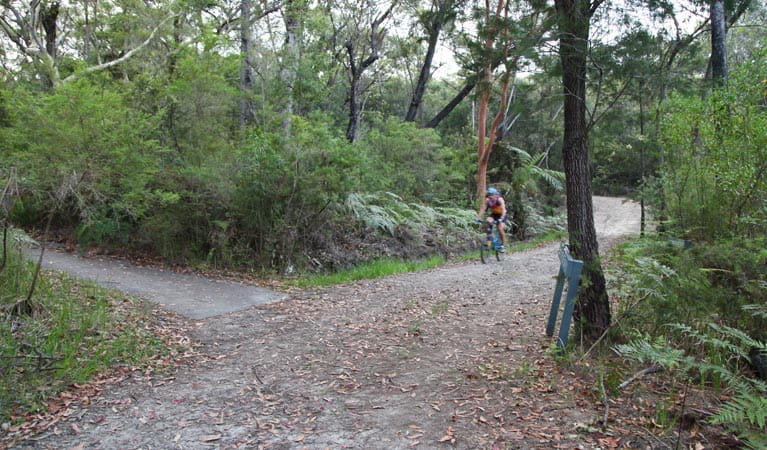 Sphinx track and Warrimoo track to Bobbin Head, Ku-ring-gai Chase National Park. Photo &copy; Andrew Richards
